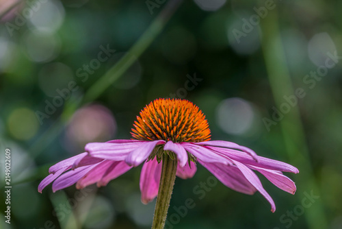 Purple Coneflower with Orange Cone and Soft Green Bokeh Background