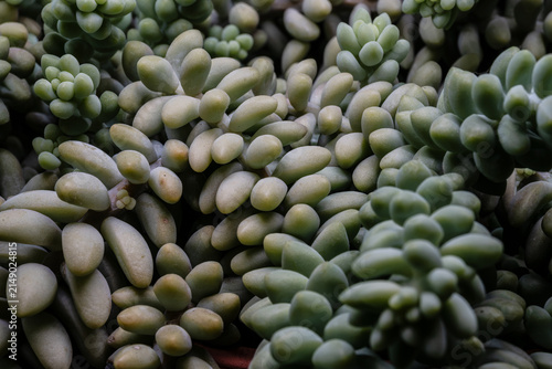Sedum morganianum. The donkey tail plant 0726