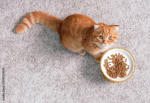 A tabby kitten eats dry food from a plate on gray background close-up, top view.