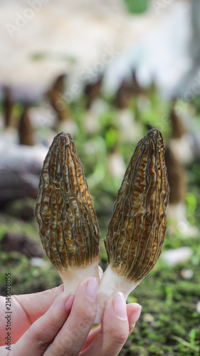 Fresh Morel Mushrooms from Yunnan Alpine Regions - Premium Wild Fungi with Distinctive Honeycomb Caps
