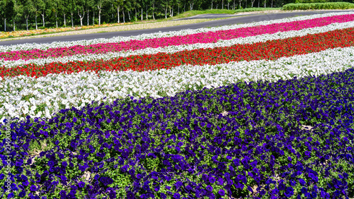 Obraz na plátne Colorful striped flower fields on a summer hillside in Hokkaido