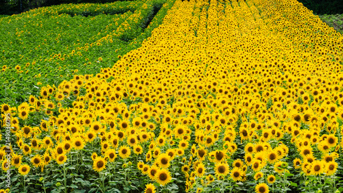Vast yellow sunflower field covering a hillside in Hokkaido