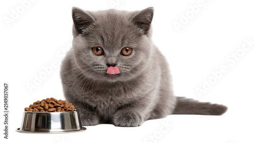 Photography Fluffy grey kitten with pink tongue licking near food bowl