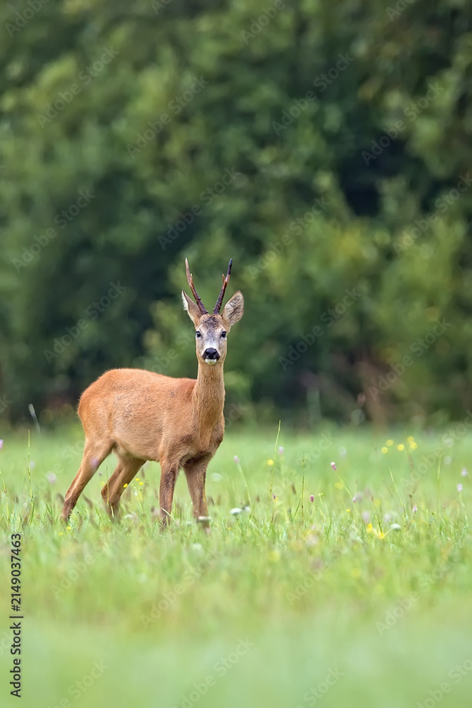 Naklejka premium Buck deer in a clearing
