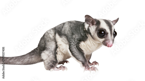 Sugar glider with large eyes and grey fur on white