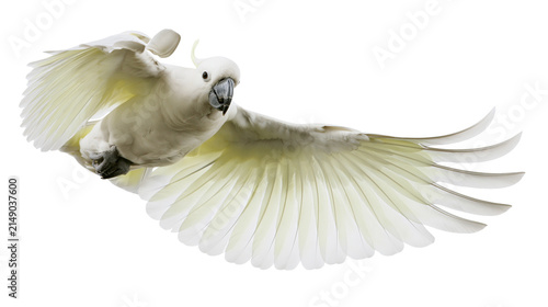 Fotografía White cockatoo bird in flight with wings spread