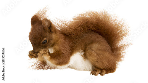 Red squirrel with bushy tail grooming paws