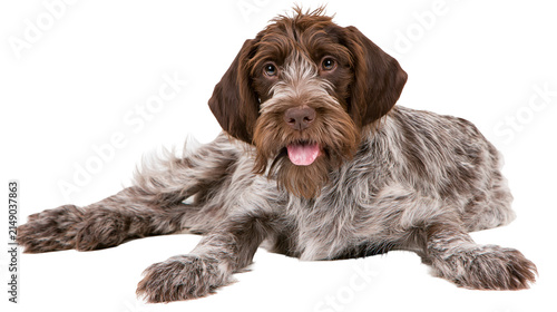 Foto Wirehaired Pointing Griffon dog lying down with tongue out