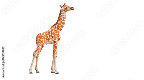 Young giraffe with orange and brown spots standing