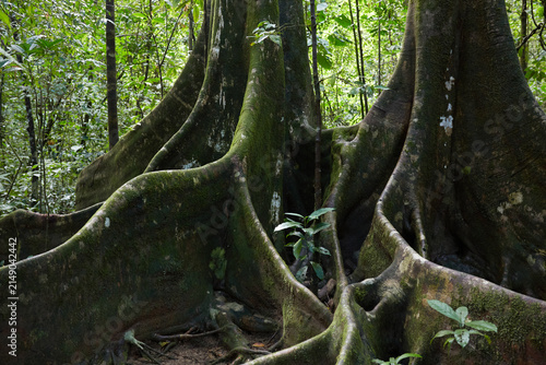 Konstfotografi Massive mossy buttress roots supporting a giant tree in the primary rainforest o