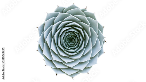 Canvas Print Pale blue succulent plant rosette pattern