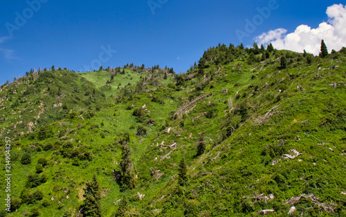 Cuadro en lienzo A vibrant green mountainside covered in dense vegetation and scattered pine trees, with evidence of fallen timber