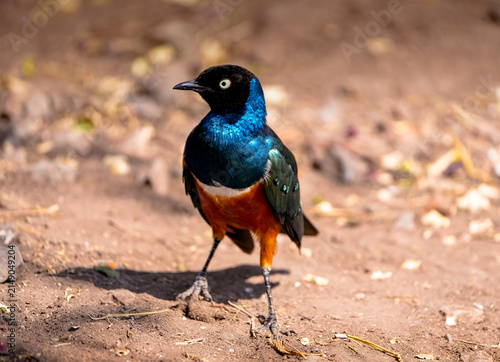 View of a superb starling with iridescent blue and orange plumage standing on the dry ground in Amboseli National Park, Kajiado County, Kenya.