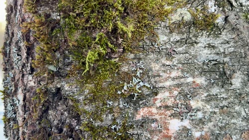 Birch bark closeup moss covered texture, slow motion camera glide reveals layered lichen and vivid green cushions, damp forest