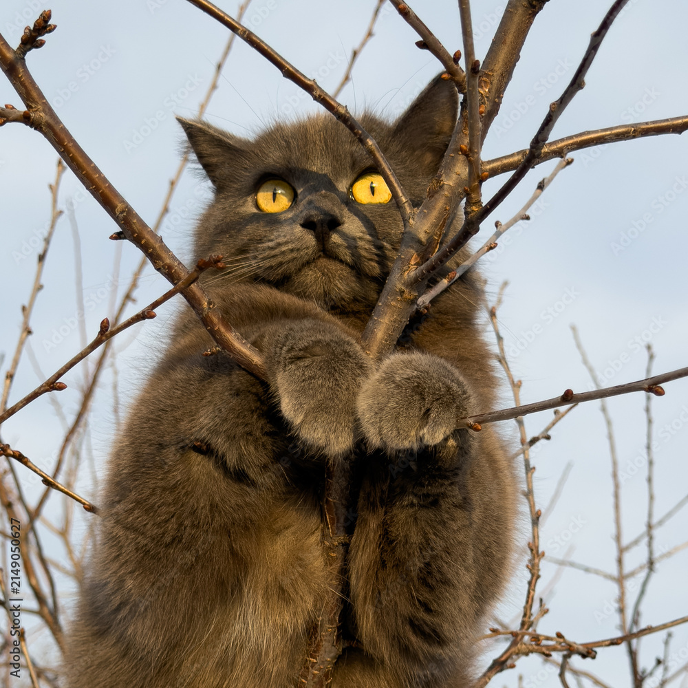 Obraz premium Gray cat perches on bare tree branches