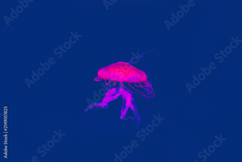 Photography Colorful Jellyfish underwater. Jellyfish moving in the aquarium