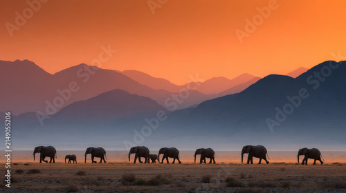 Elephant Herd Walking Across African Sunset Landscape