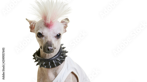Obraz na płótnie Chinese Crested dog with pink mohawk and spiked collar