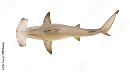 Quadro su tela Hammerhead shark swimming side view, white