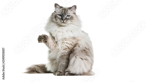 Konstfotografi Fluffy Ragdoll cat with blue eyes sitting and raising paw