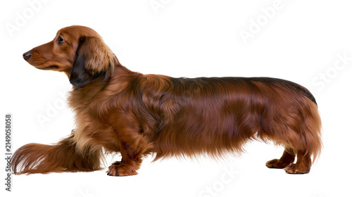 Long-haired brown dachshund dog standing profile view