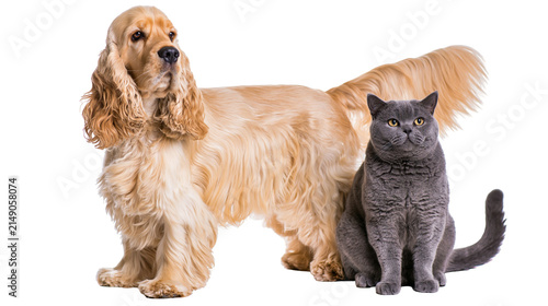 Konstfotografi Golden Cocker Spaniel dog and grey British Shorthair cat sitting together