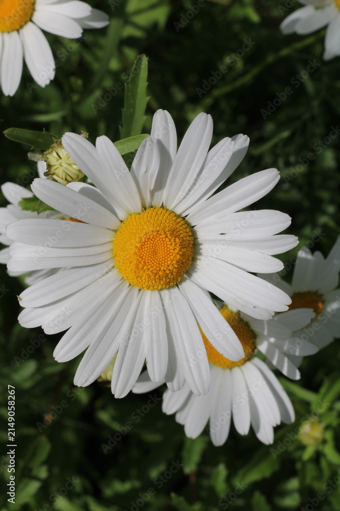 Fototapeta premium daisies, view from above, beautiful daisies, many daisies,