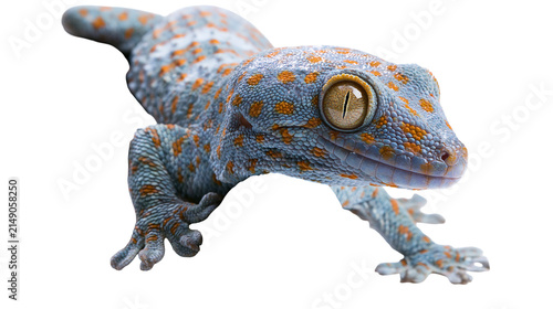 Canvas Print Tokay Gecko with Blue and Orange Spotted Skin