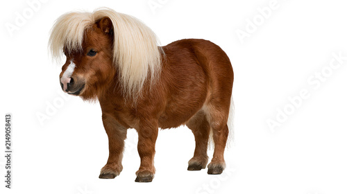 Konstfotografi Brown miniature horse with blonde mane and white blaze