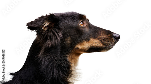 Bild auf Leinwand Black and tan dog profile portrait