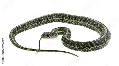 Konstfotografi Garter snake with forked tongue flicking coiled body, detailed scales