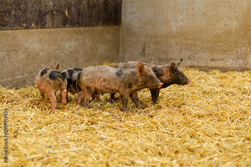 View of piglets standing on straw in a barn in Spain.