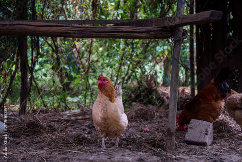 Free-range hens in a rural Vietnamese farmyard shaded by trees and wire fencing