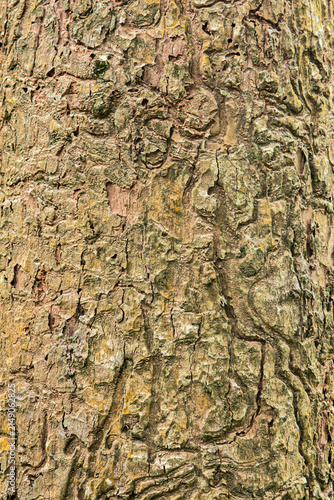 Fotografie Tree bark surface showing natural texture and beetle galleries