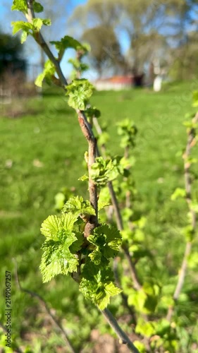 Spring currant leaves close-up, vibrant buds. Sunlit backyard garden scene with shallow depth of field, crisp leaf texture