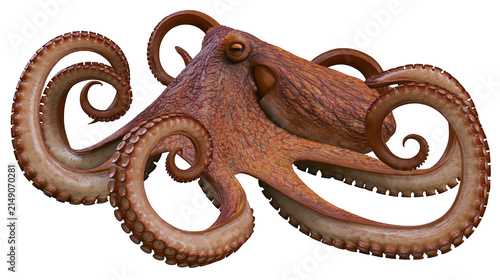 Foto Detailed realistic octopus with curled tentacles and suckers
