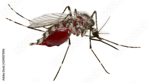 Quadro su tela Mosquito with full red abdomen after feeding on blood