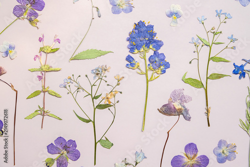 Pressed dried flowers arranged on light background.