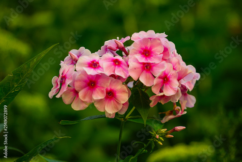 Pink Phlox Flowers Blooming in Garden