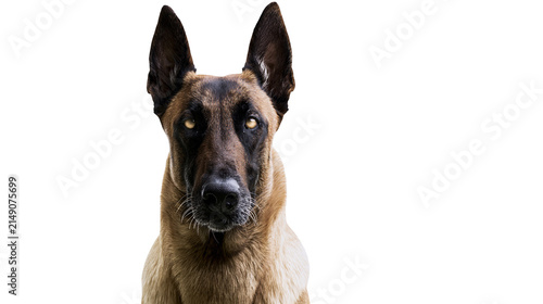 Bild auf Leinwand Belgian Malinois dog portrait with alert ears and intense gaze
