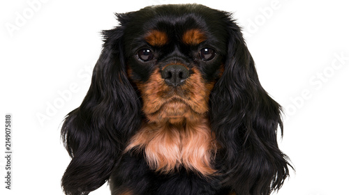 Fotografía Cavalier King Charles Spaniel dog portrait black and tan