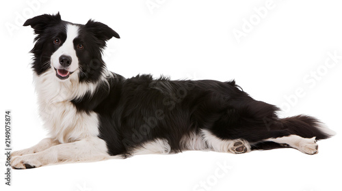 Photography Black and white Border Collie dog lying down, alert expression
