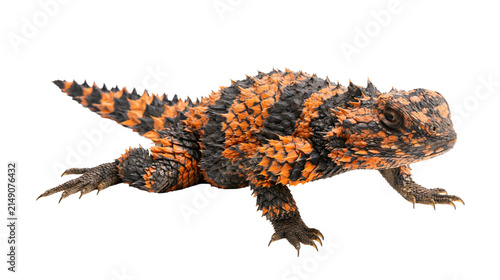 Canvas Print Armadillo Lizard Spiny Orange Black Scales Reptile