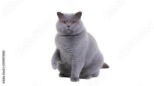 Bild auf Leinwand Plump British Shorthair cat with grey fur and orange eyes sitting