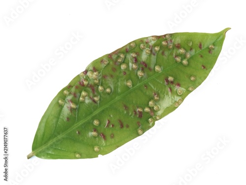 Foto Close-up of a diseased green water apple leaf with reddish purple galls caused b