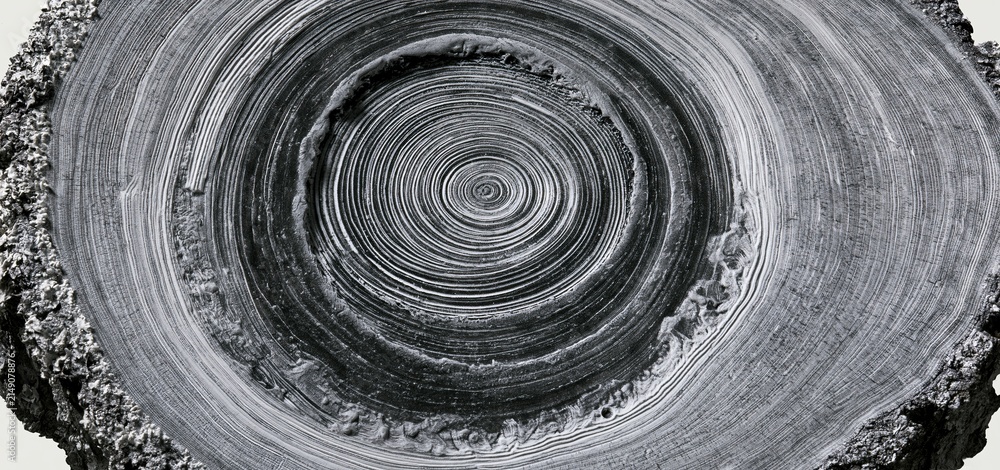 Fototapeta premium Concentric tree ring engraving displaying detailed natural textures ideal for eco-conscious design and branding.