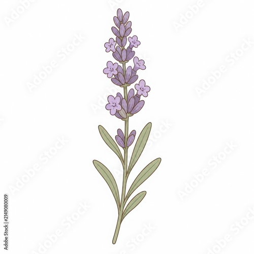 Hand-drawn lavender flower illustration with green leaves and petals