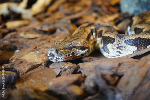Boa constrictor, a well-known species of giant snake. These snakes are non-venomous; instead, they kill their prey by constriction.