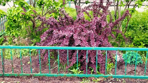 Single barberry bush behind turquoise fence on bright spring day with lush green backdrop, delicate blossoms and scattered petals