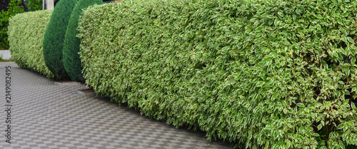 Fotografie Neatly trimmed green bush hedge along a paving stone walkway in garden